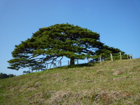 第26回八代全国花火競技大会