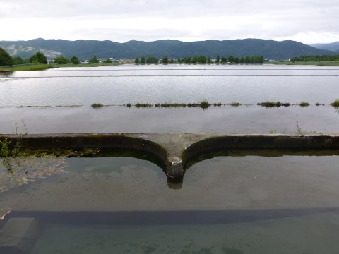 特大蚊取り線香の効果は(=^・・^=)