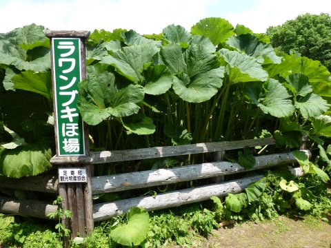 松山千春
