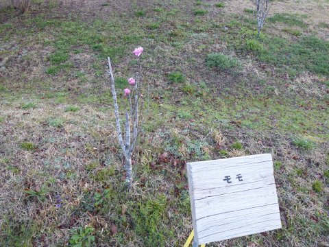 満開の桜見を口実に飲み♪