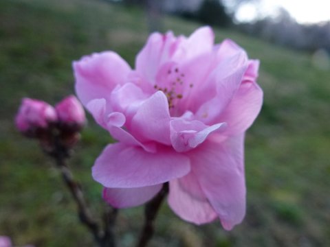 満開の桜見を口実に飲み♪