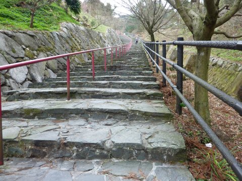 臥龍梅 間もなく満開♪