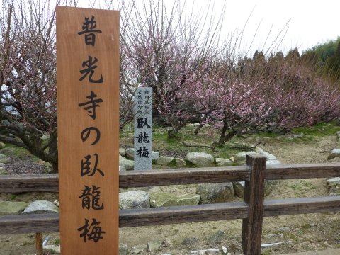 臥龍梅 間もなく満開♪
