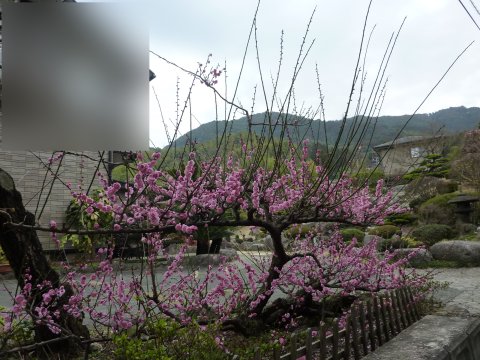 臥龍梅 間もなく満開♪