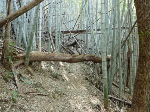 陽だまりの中を夫婦で散歩♪