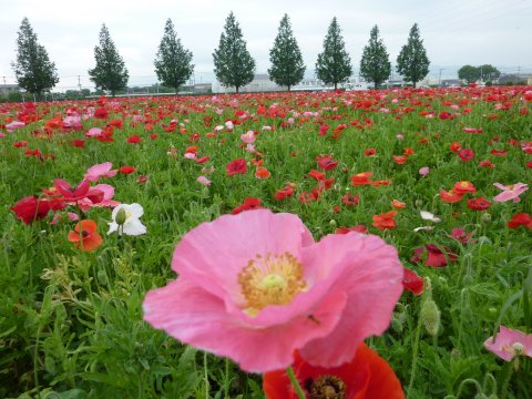 キリンビール甘木工場 ポピー園