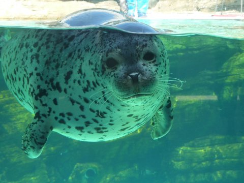 アクアス水族館