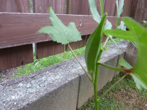 嫁様から呼ばれた!