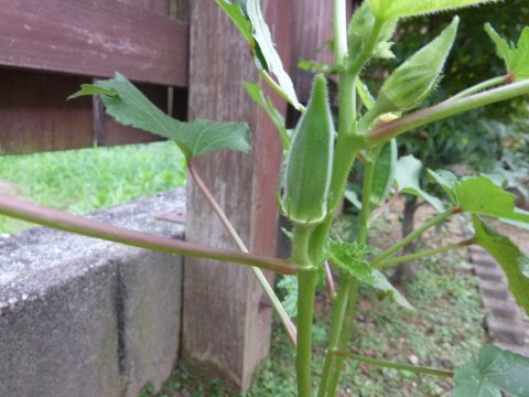 嫁様から呼ばれた!