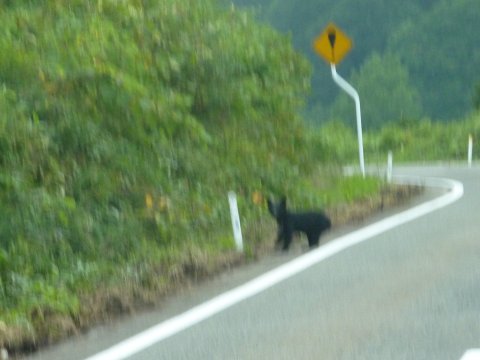 生熊と遭遇!(8月8日)