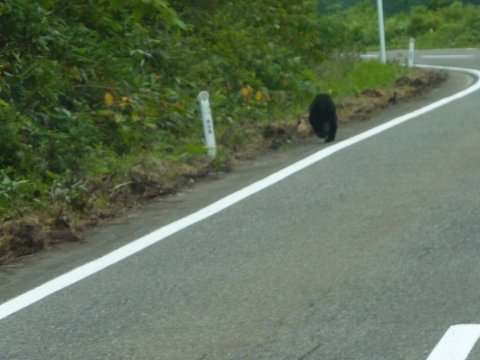 生熊と遭遇!(8月8日)