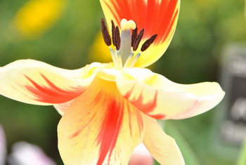 「花」を見に♪