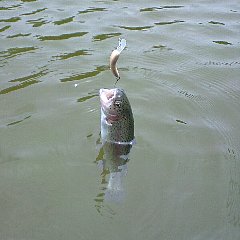 王禅寺釣行(2010.6.13)