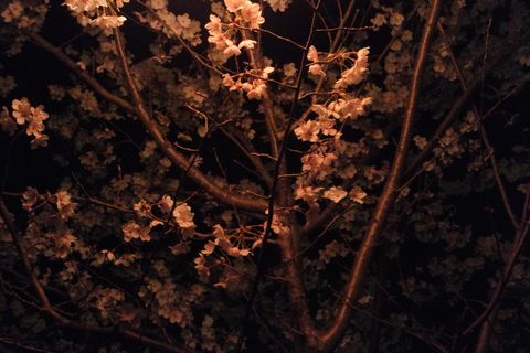 夜桜