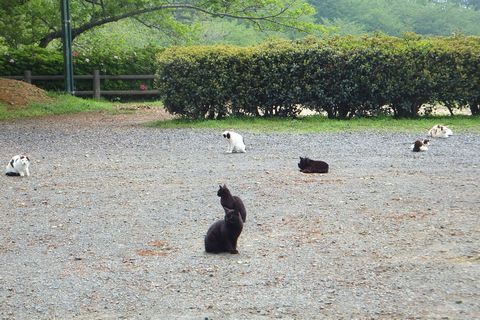 竜王山の珍客