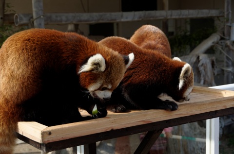 サファリ情報