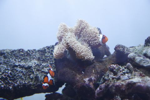 海水魚水槽!