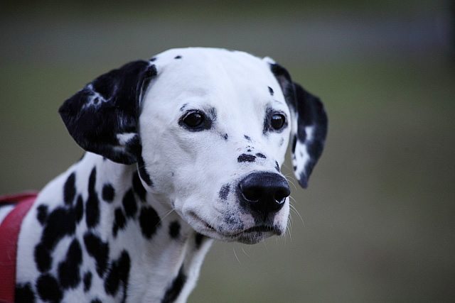 犬キャンプ