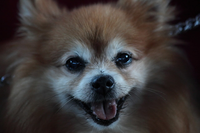 犬キャンプ