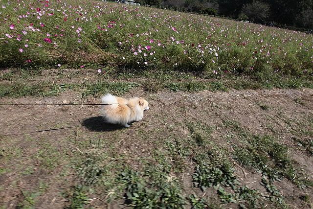曼珠沙華まつり(日高市の巾着田)