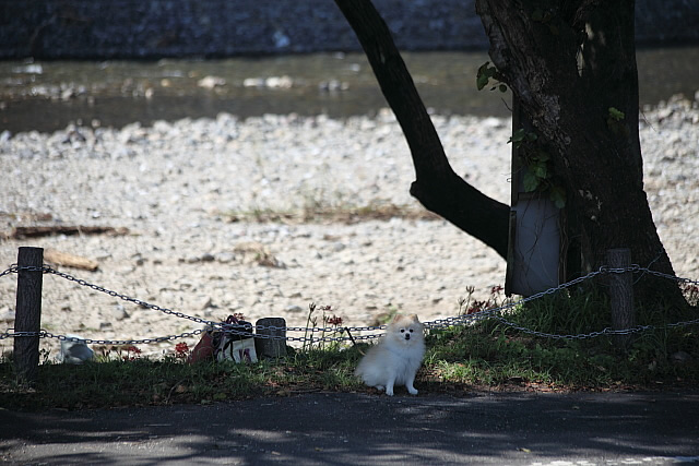 曼珠沙華まつり(日高市の巾着田)