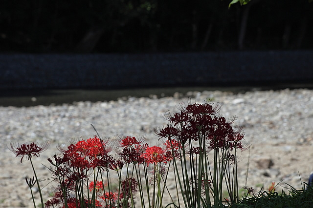 曼珠沙華まつり(日高市の巾着田)