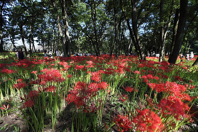 曼珠沙華まつり(日高市の巾着田)