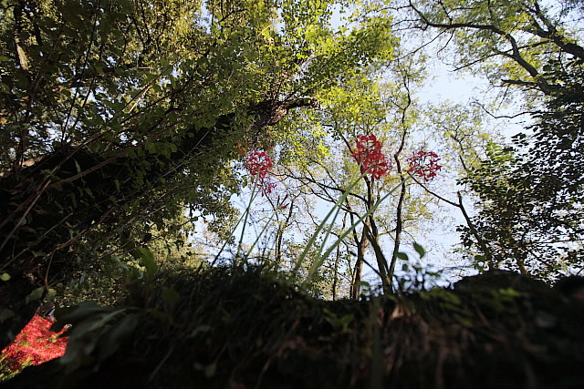曼珠沙華まつり(日高市の巾着田)