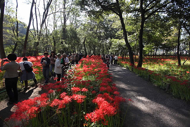 曼珠沙華まつり(日高市の巾着田)