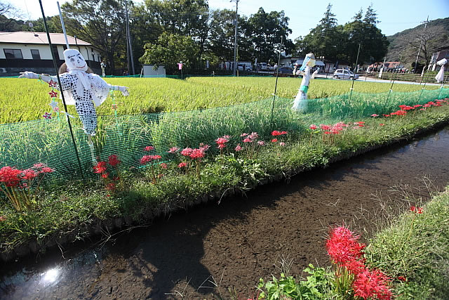 曼珠沙華まつり(日高市の巾着田)