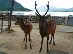 広島の旅♪