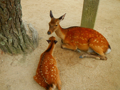 広島の旅♪
