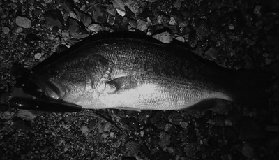 Black Night
