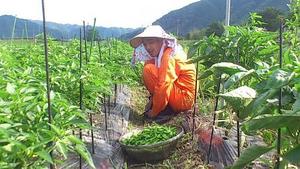 近代化・・・
