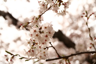 花見れた!
