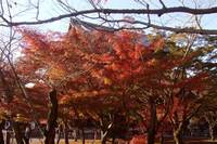 久しぶりの京都(秋の南禅寺)