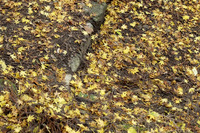 紅葉を探しに行ったら!~地獄に青い鳥?