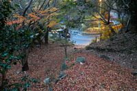 紅葉を探しに行ったら!~地獄に青い鳥?