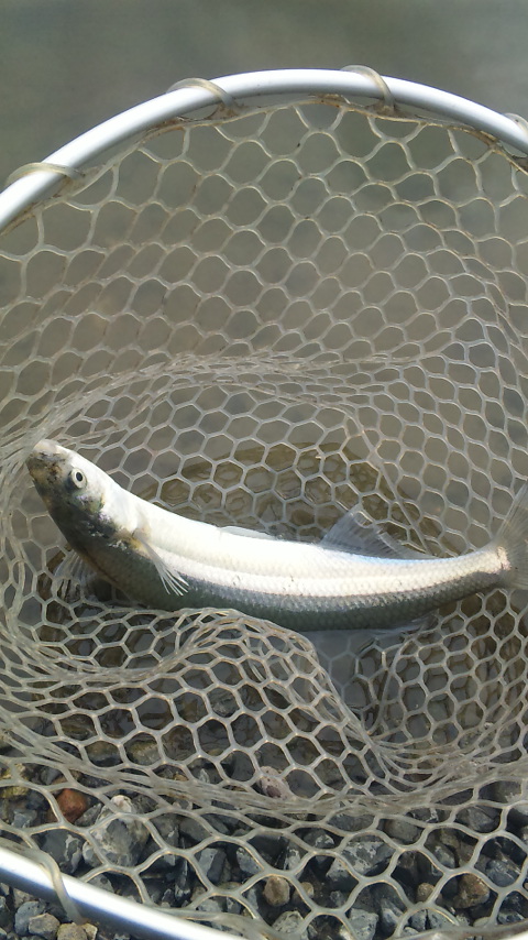 増井養魚場