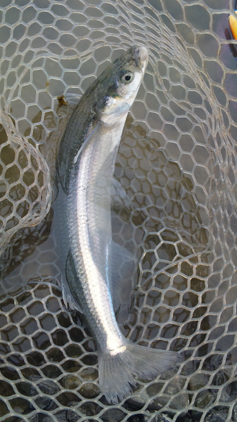 増井養魚場