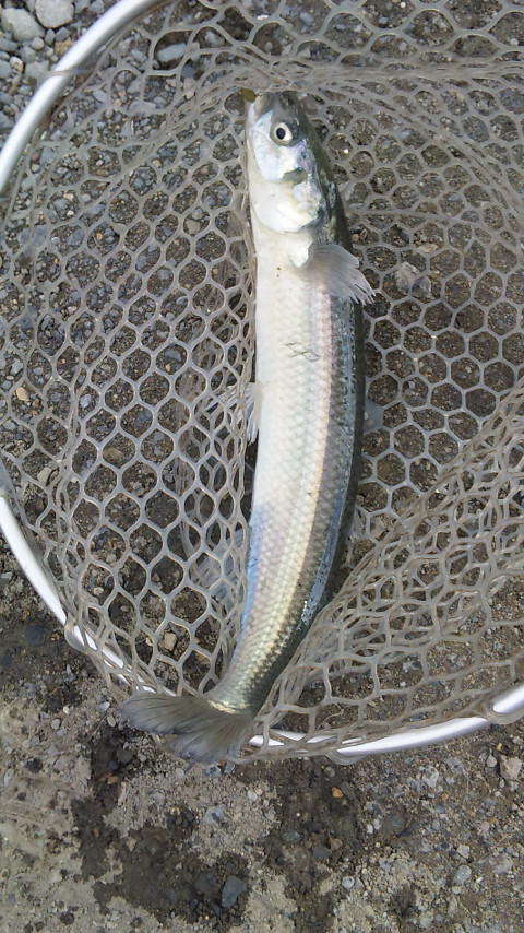 増井養魚場