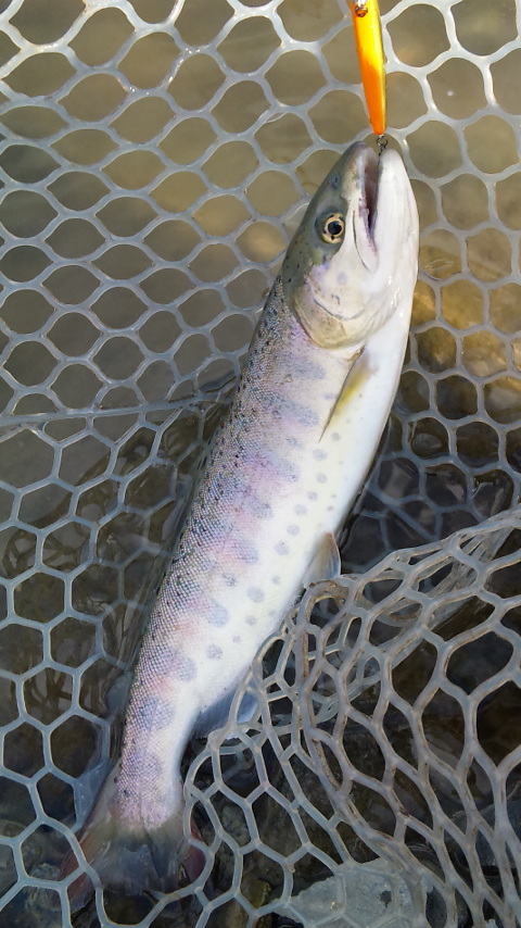 増井養魚場