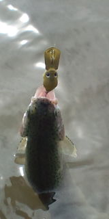 増井養魚場
