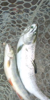 増井養魚場