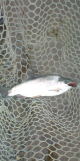 増井養魚場