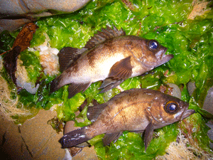 釣りってなに? 釣りってどうやってやるの?