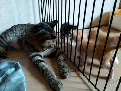 さよなら、幸せになるんだよ!(子ねこの話です) さよなら、幸せになるんだよ!(子ねこの話です)