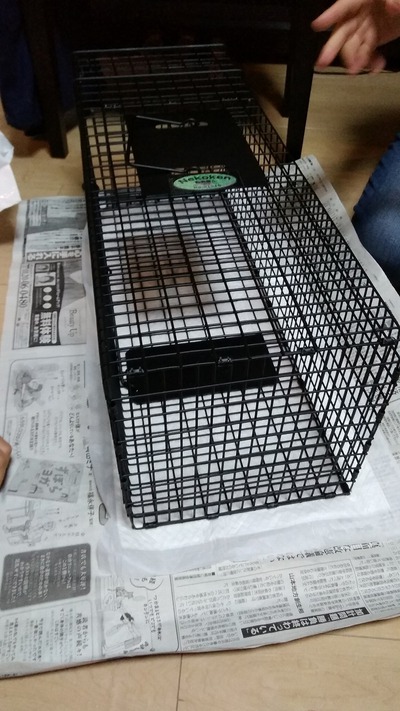 猫活の日々。 猫活の日々。