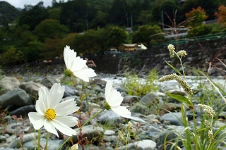 さすらって道志村、道志渓谷キャンプ場に決めた。 さすらって道志村、道志渓谷キャンプ場に決めた。