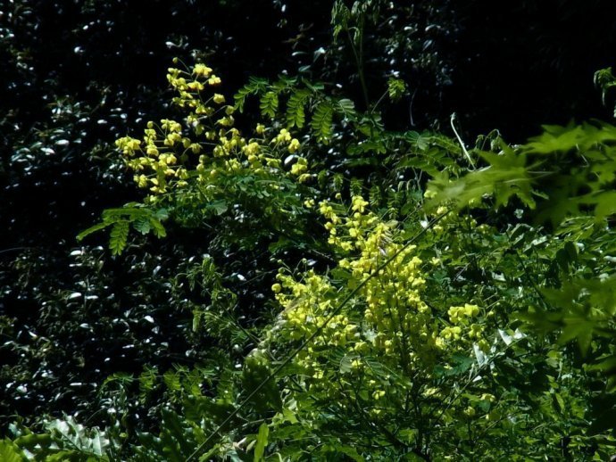 高尾山 セッコクの花